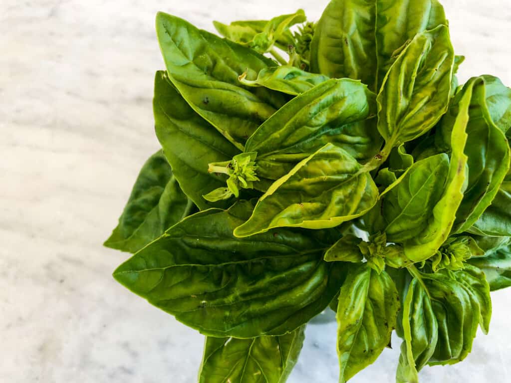 Basil