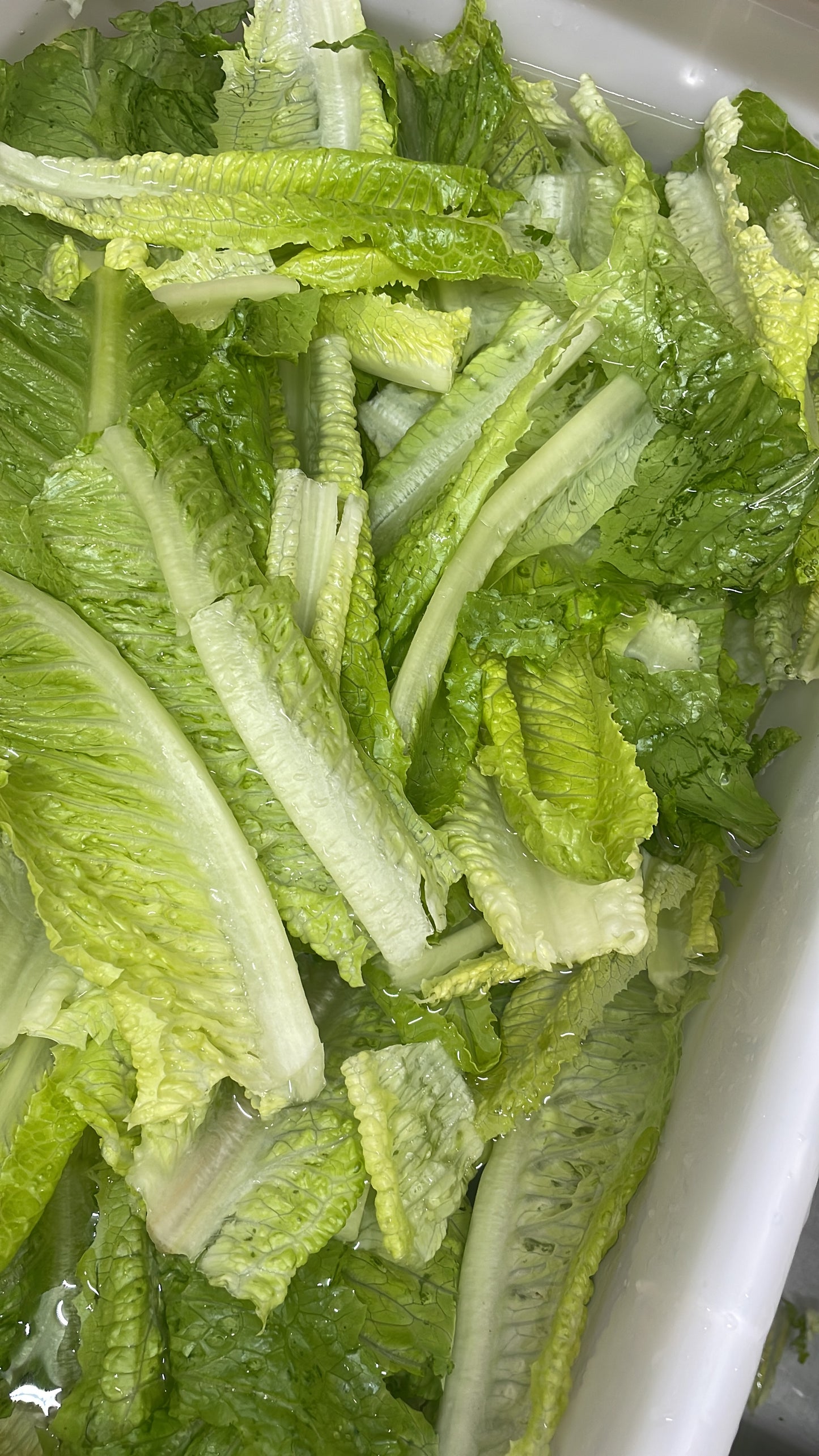 Full stalks romaine