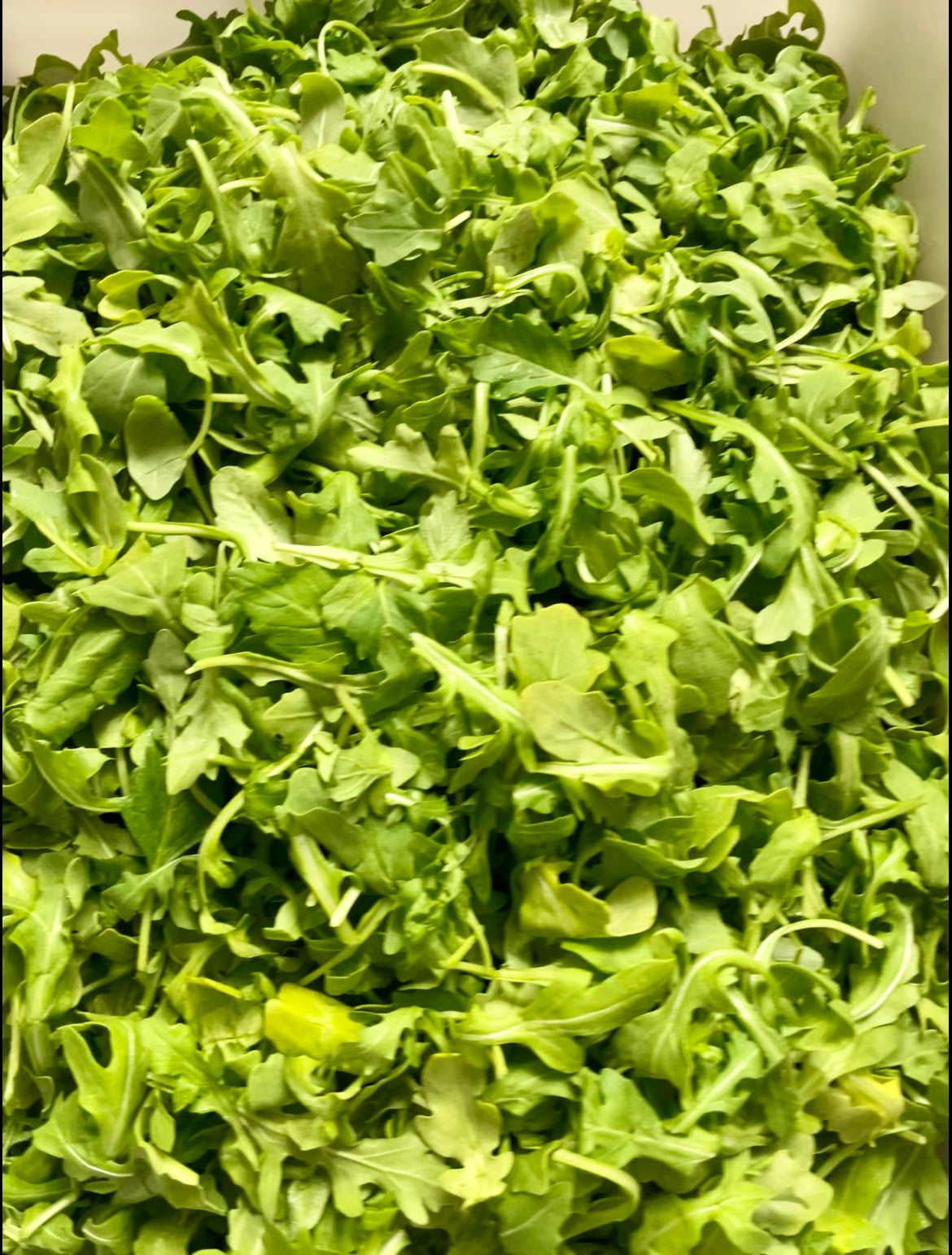 Arugula