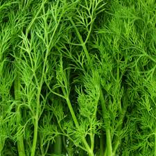 Dill