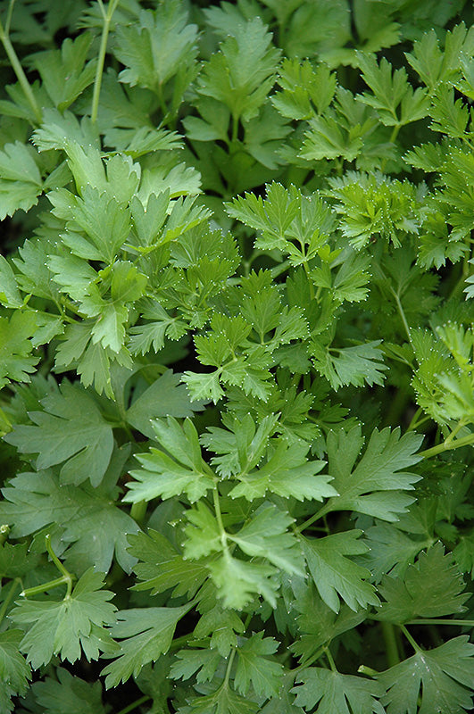Parsley